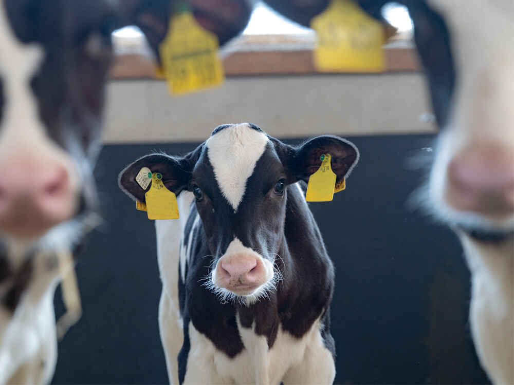 Kalb im Kälberstall zwischen zwei anderen Kälbern Kalb im Kälberstall zwischen zwei anderen Kälbern