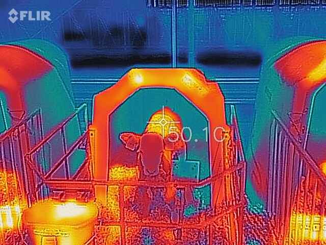 Hitzestress Kalb im Iglu Hitzestress Kalb im Iglu