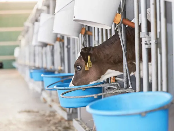 Kalb beim Fressen Kalb beim Fressen