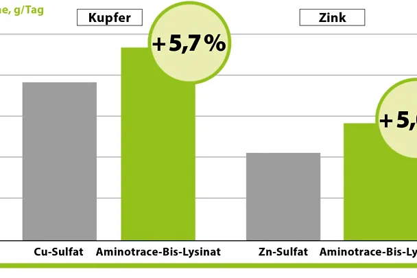 AMINOTRACE bei Rindern AMINOTRACE bei Rindern