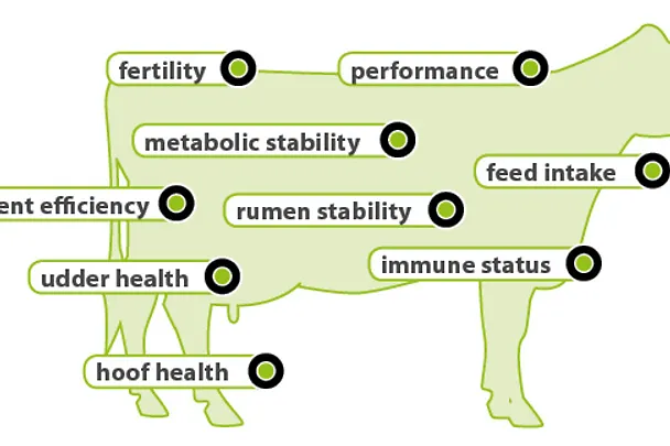 AMINOTRACE in cattle feed AMINOTRACE in cattle feed