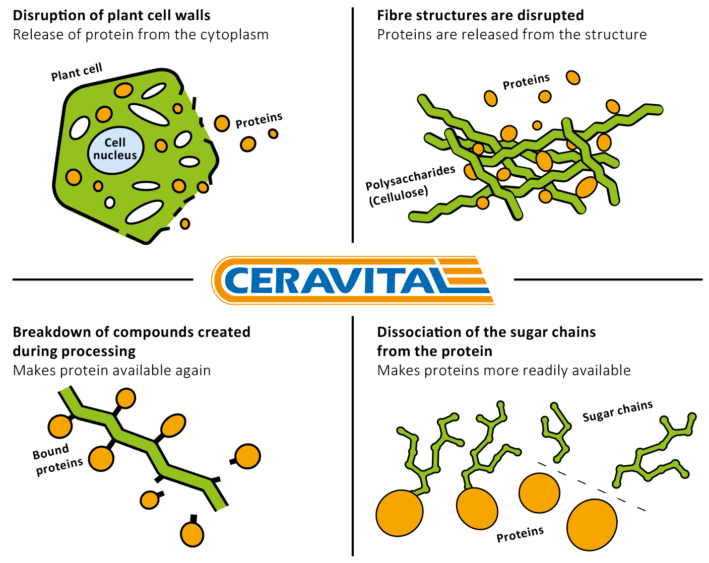 Effects of CERAVITAL XP Effects of CERAVITAL XP