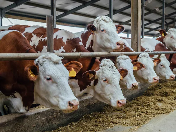 Fleckvieh am Futtertisch Fleckvieh am Futtertisch