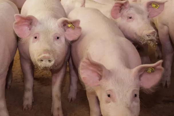 Pigs Pigs