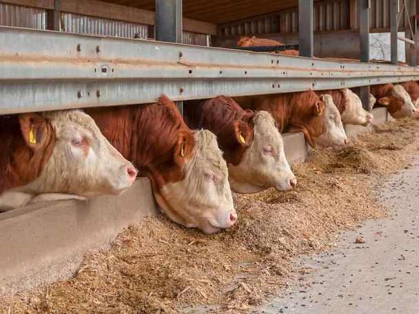 Fleckviehbullen am Trog Fleckviehbullen am Trog