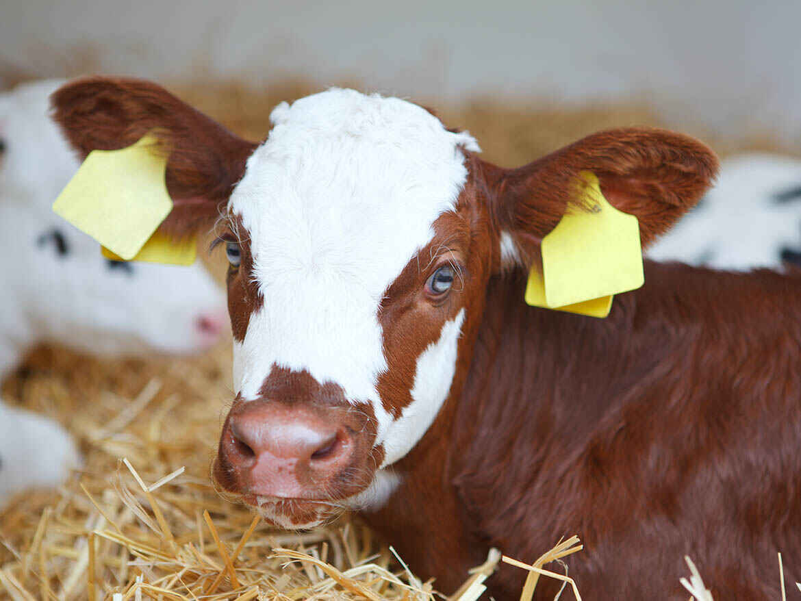 Calf management Calf management